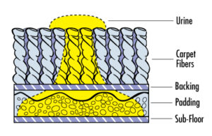 How Urine Spreads